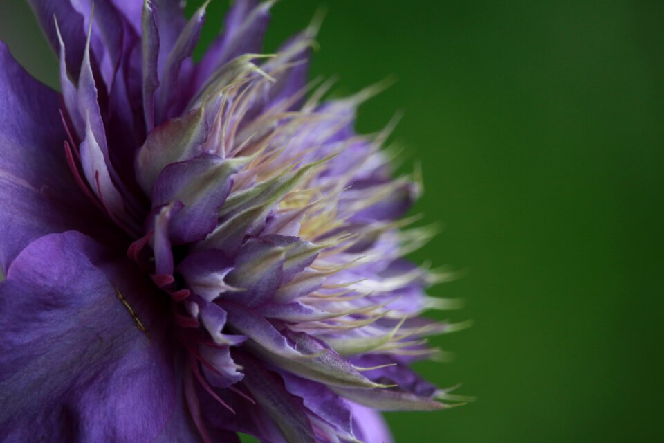 Beautiful flower blossom bloom