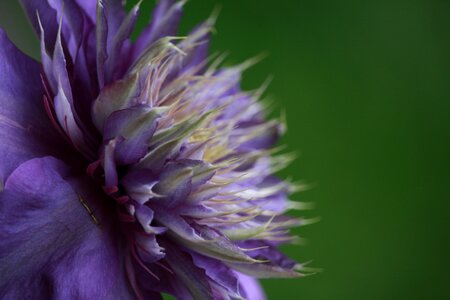 Beautiful flower blossom bloom
