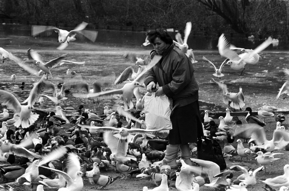 Watervogels worden bijgevoerd in het Amsterdamse Oosterpark, Bestanddeelnr 933-5602