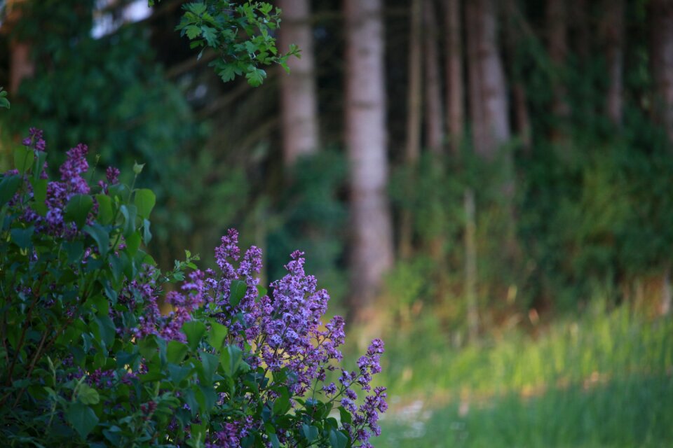 Purple blossom bloom