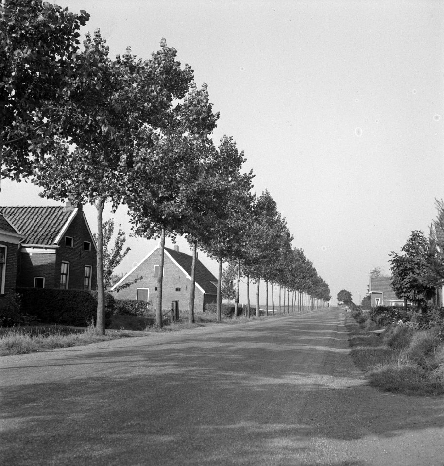 Wegbeplanting, populieren, zwaagsterweg, Groningen, Bestanddeelnr 164-0461