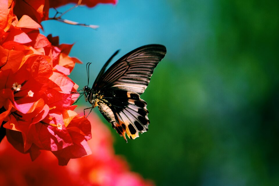 Nature fly colorful