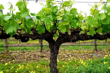 Fruiting grapes agriculture photo