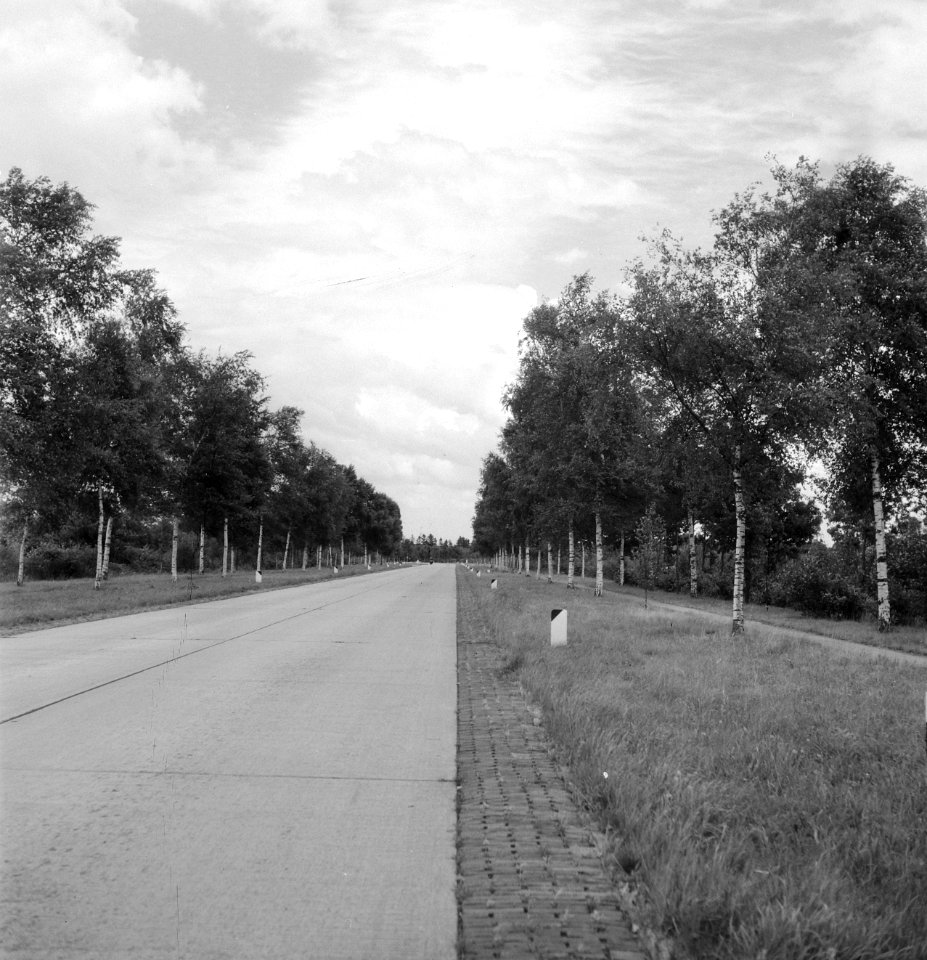 Wegbeplanting, berken, Bestanddeelnr 164-0473