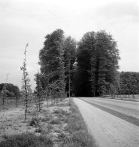 Wegbeplanting, bomen, middachterallee, Bestanddeelnr 164-0463