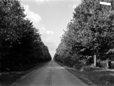 Wegen, bomen, wegbeplantingen, Bestanddeelnr 253-7714