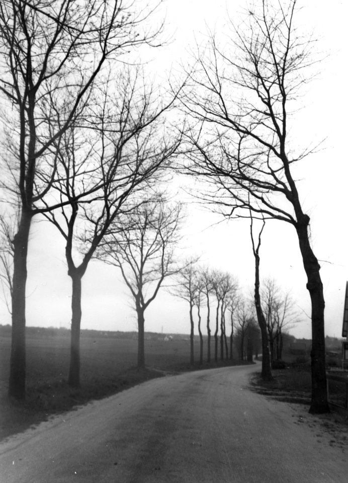 Wegbeplanting, snoeien, lanen, amerikaanse eik, Bestanddeelnr 193-1023