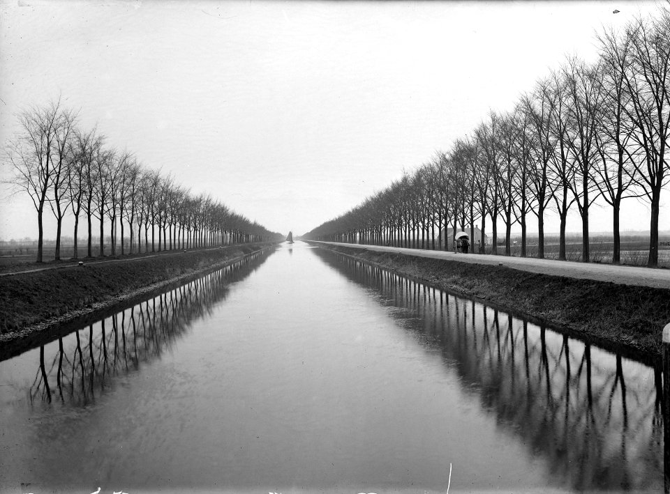 Wegbeplanting, iepen, zuid-willemsvaart, Bestanddeelnr 164-0489