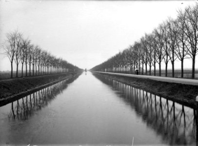 Wegbeplanting, iepen, zuid-willemsvaart, Bestanddeelnr 164-0489