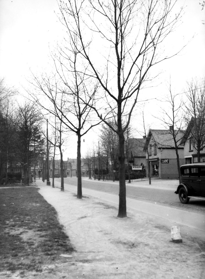 Wegbeplanting, snoeien, lanen, amerikaanse eik, Bestanddeelnr 193-1022