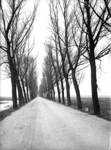 Wegbeplanting, populieren, Bestanddeelnr 164-0484