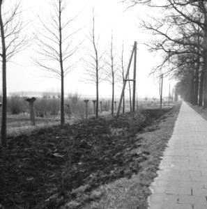 Wegbeplanting, grasbermen, afgebrand, populieren, Bestanddeelnr 164-0522