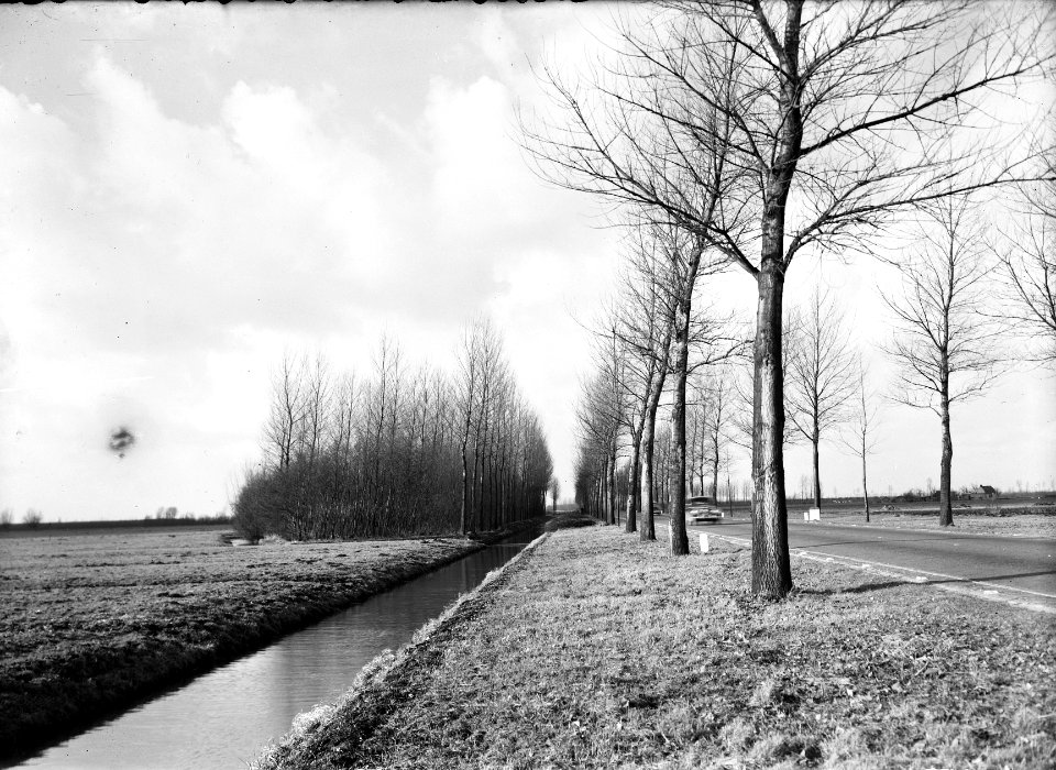 Wegbeplanting, populieren, Bestanddeelnr 164-0499