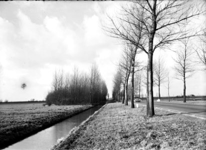 Wegbeplanting, populieren, Bestanddeelnr 164-0499