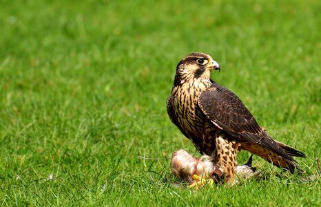 Raptor bird of prey animal