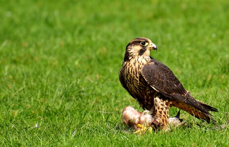 Raptor bird of prey animal photo