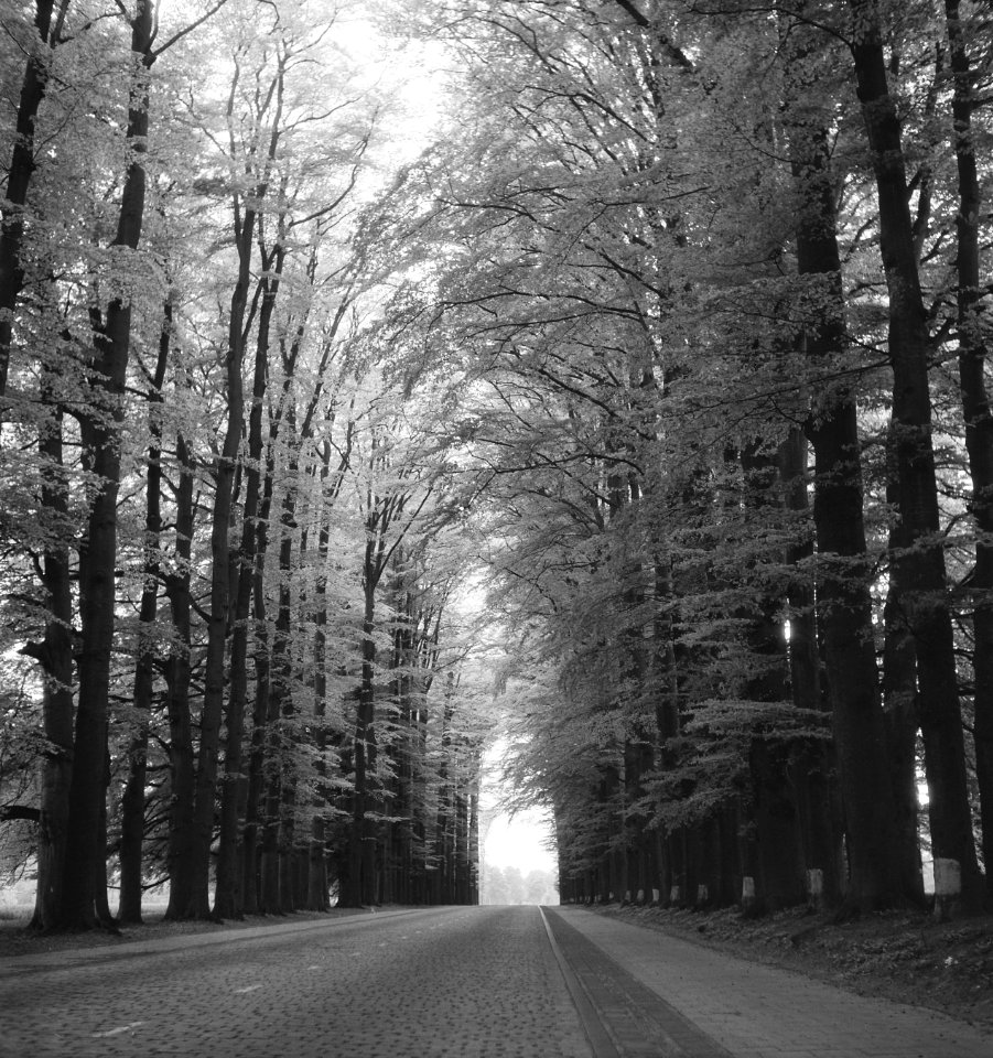 Wegbeplanting, bomen, voorjaar, middachterallee, Bestanddeelnr 164-0462