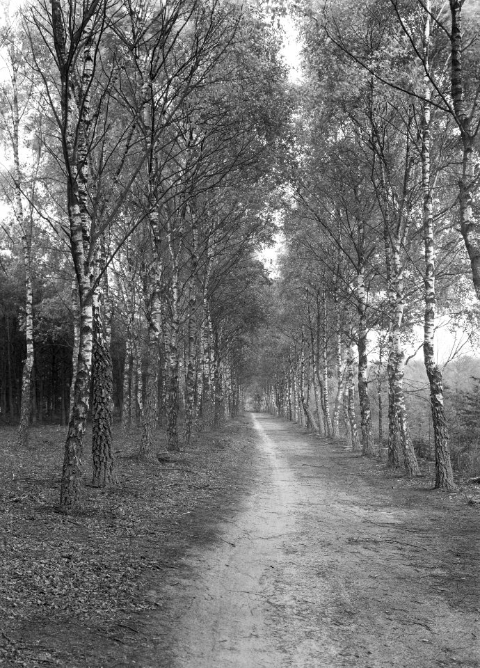 Wegbeplanting, berken, plankenwambuis, Bestanddeelnr 164-0505