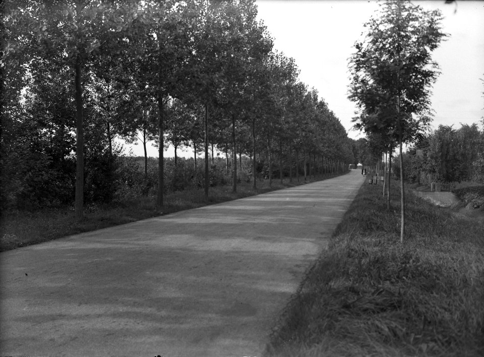 Wegbeplanting, populieren, populus robusta, Westerzwaagdijk, Bestanddeelnr 164-0501