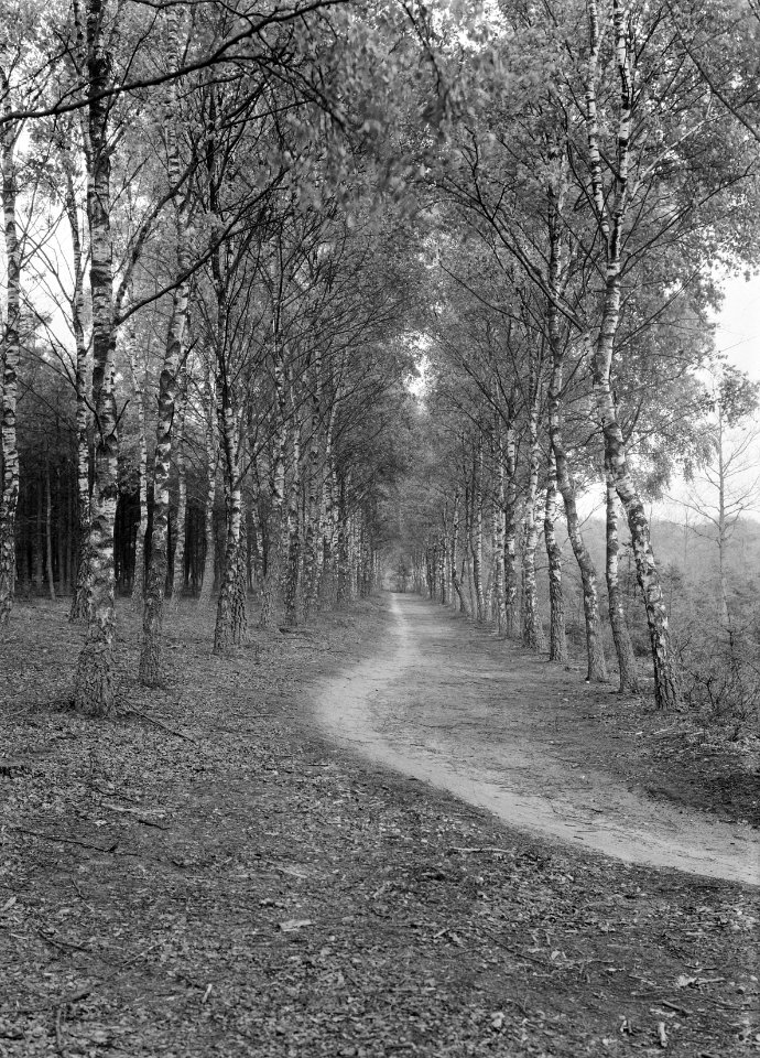 Wegbeplanting, berken, plankenwambuis, Bestanddeelnr 164-0504