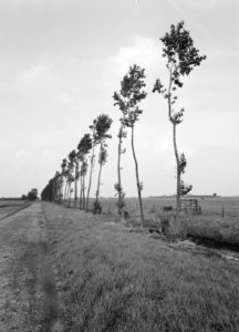 Wegbeplanting Populieren langs zijwegen, Bestanddeelnr 164-0517