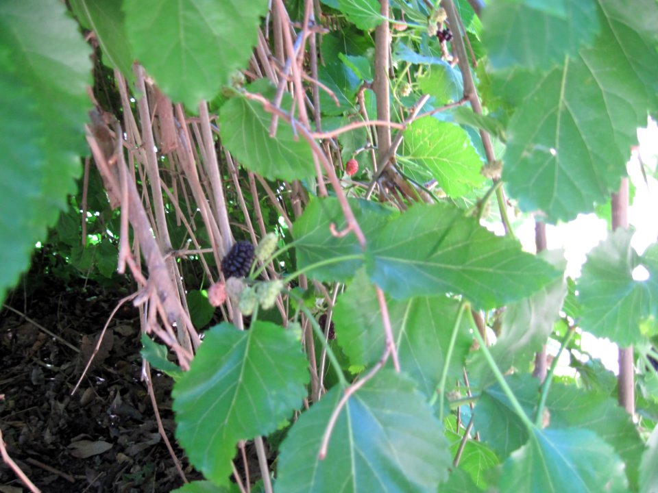Weeping Fruiting Mulberry2