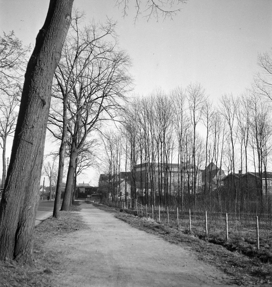 Wegbeplanting, essen, Bestanddeelnr 164-0466