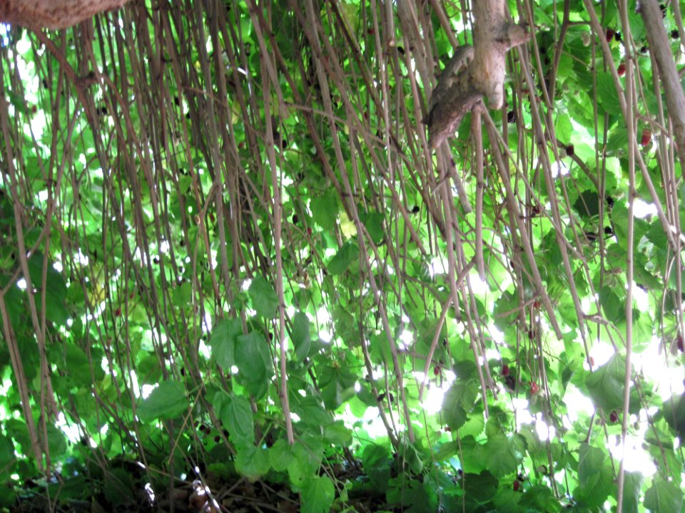 Weeping Fruiting Mulberry3
