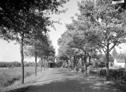 Wegen, bomen, wegbeplantingen, Bestanddeelnr 253-7786