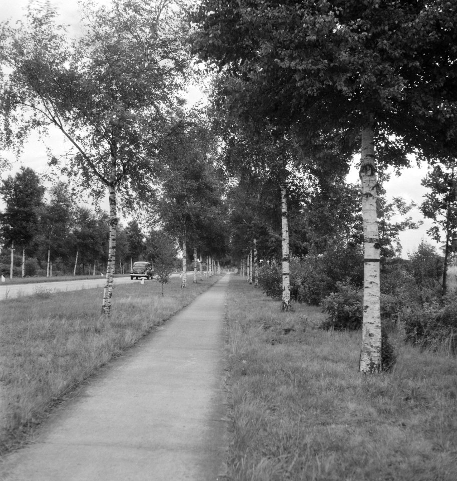 Wegbeplanting, berken, Bestanddeelnr 164-0472