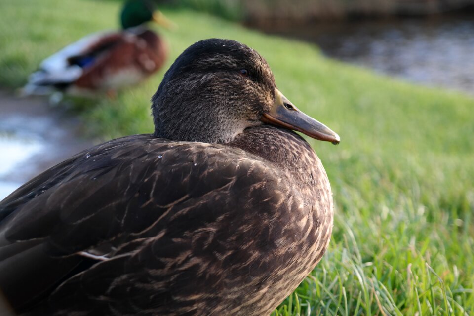 Water bird mallard bird