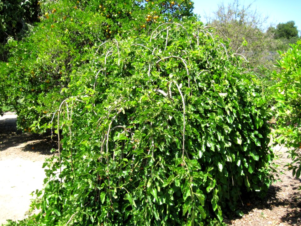 Weeping Fruiting Mulberry