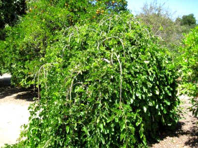 Weeping Fruiting Mulberry