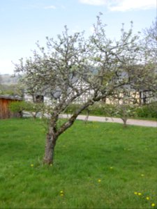 Weisser Klarapfel Freilichtmuseum Roscheider Hof Ganzer Baum H5
