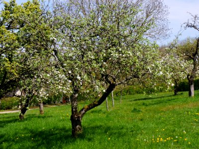 Weisser Klarapfel Freilichtmuseum Roscheider Hof Ganzer Baum H4