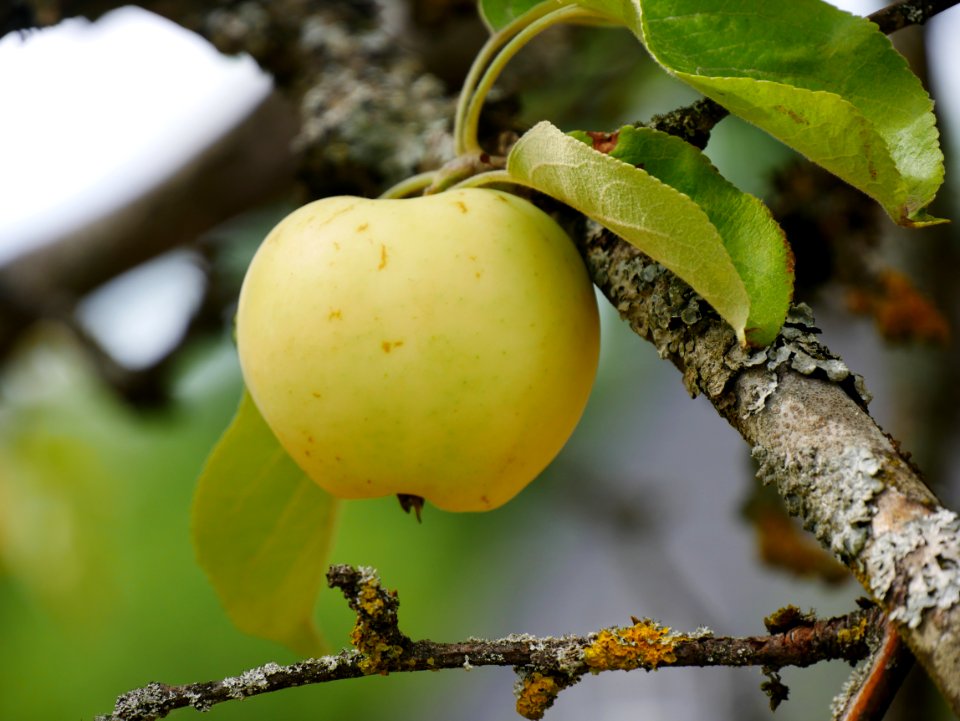 Weisser Klarapfel Freilichtmuseum Roscheider Hof Frucht H16
