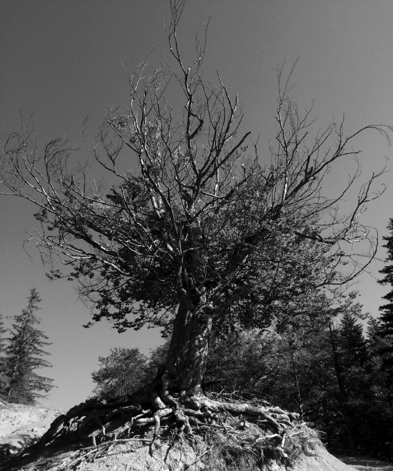 Black and white tree solitude