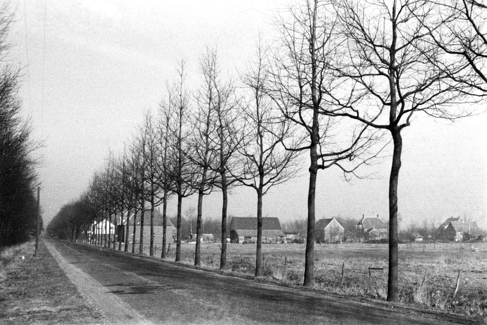 Wegbeplantingen, eiken, De Rips, Bestanddeelnr 170-0854