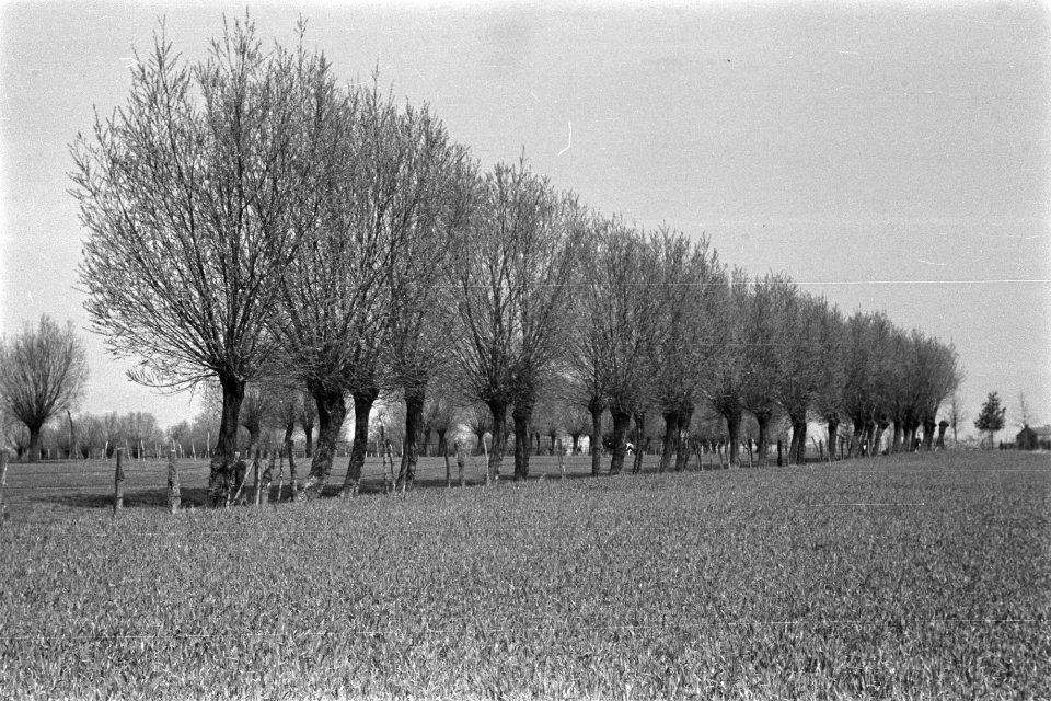 Wegbeplantingen, eiken, inlandse eik, Bestanddeelnr 170-1084