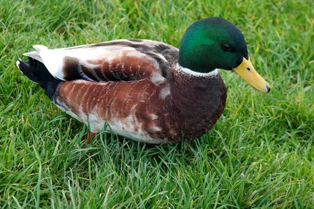 Bird plumage nature