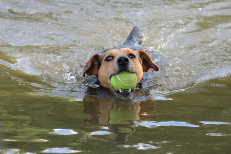 Ball floating pet photo