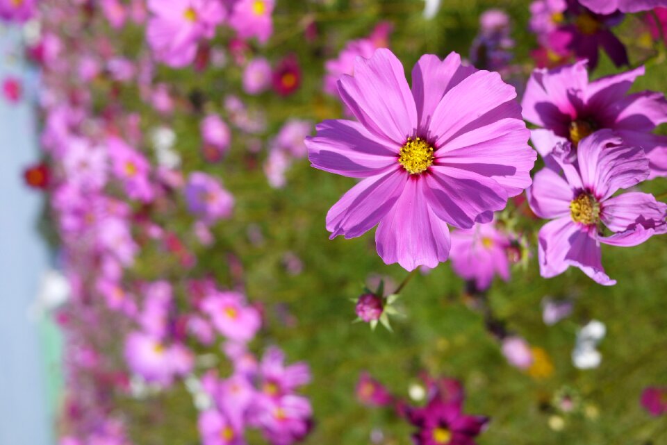 Flower sea of flowers little daisy