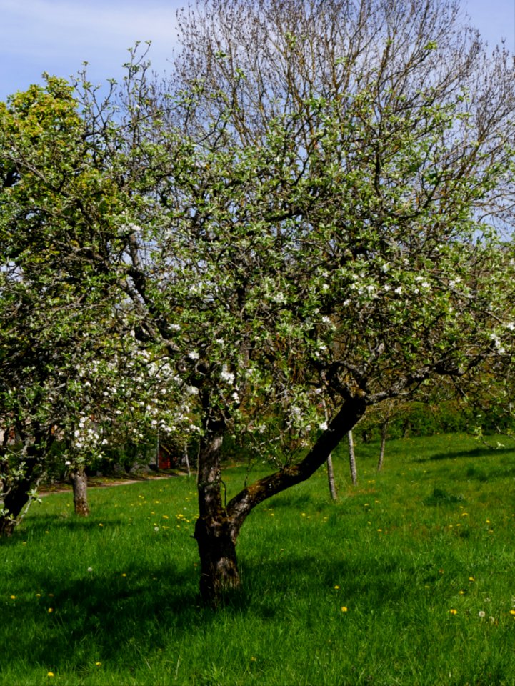 Weisser Klarapfel Freilichtmuseum Roscheider Hof Ganzer Baum H3
