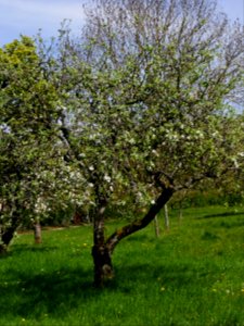 Weisser Klarapfel Freilichtmuseum Roscheider Hof Ganzer Baum H3