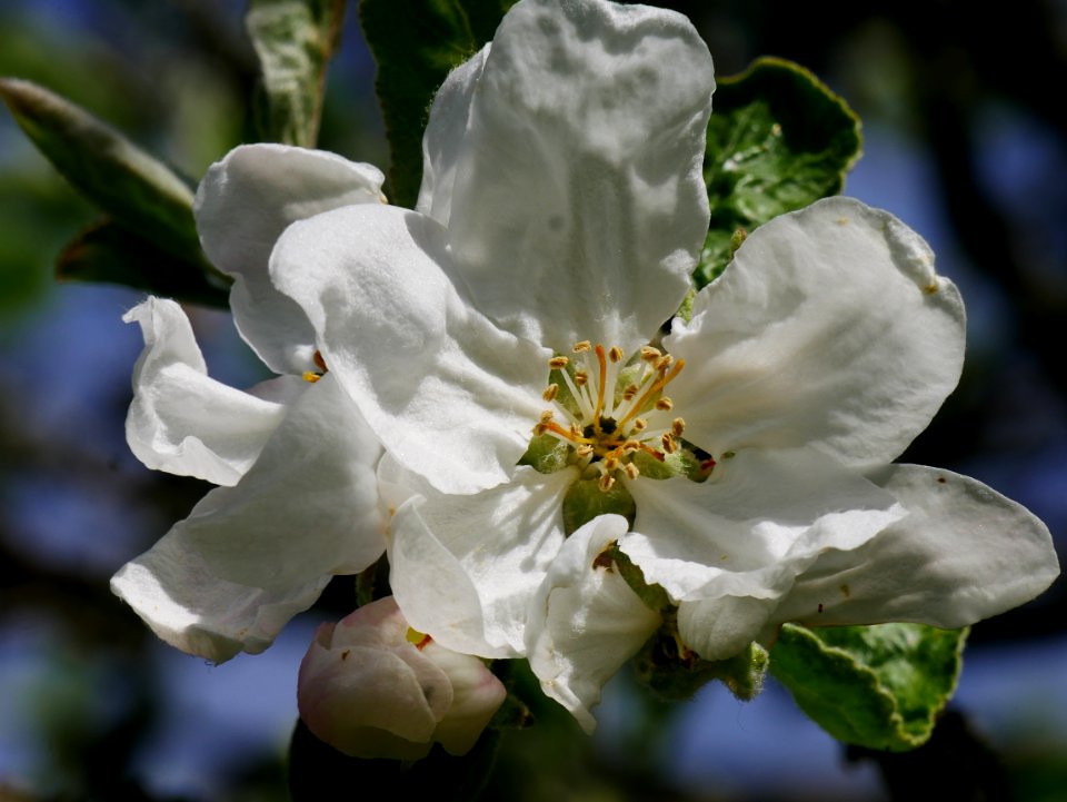 Weisser Klarapfel Freilichtmuseum Roscheider Hof Blüte H9