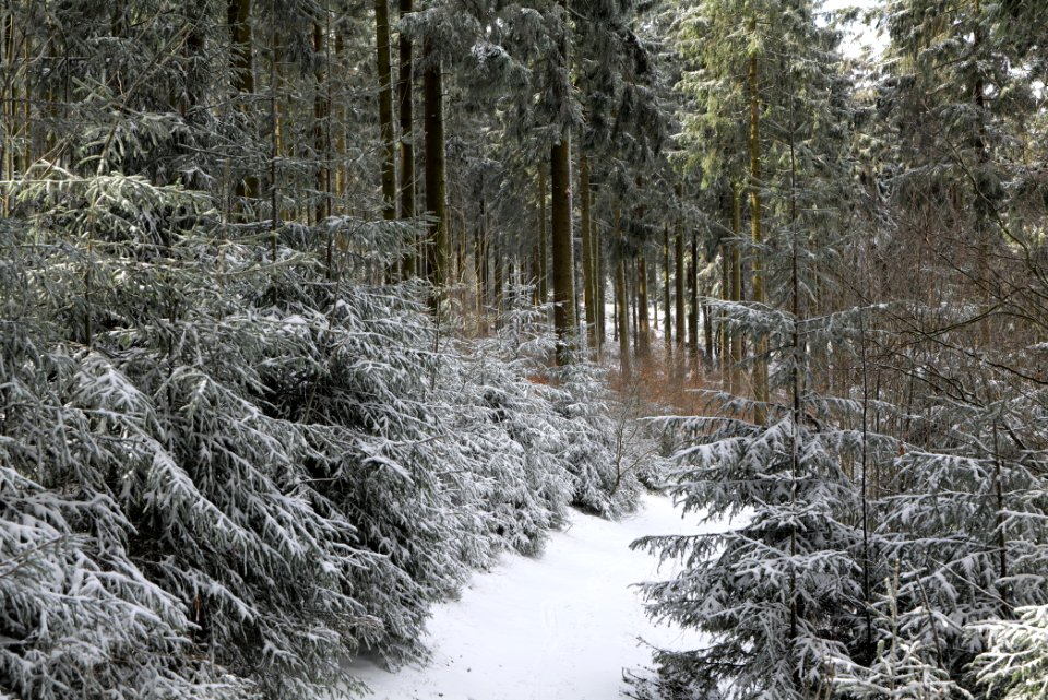 Weilquellpfad Taunus with snow 2021-04-06 14