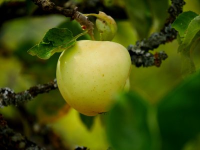 Weisser Klarapfel Freilichtmuseum Roscheider Hof Frucht H17