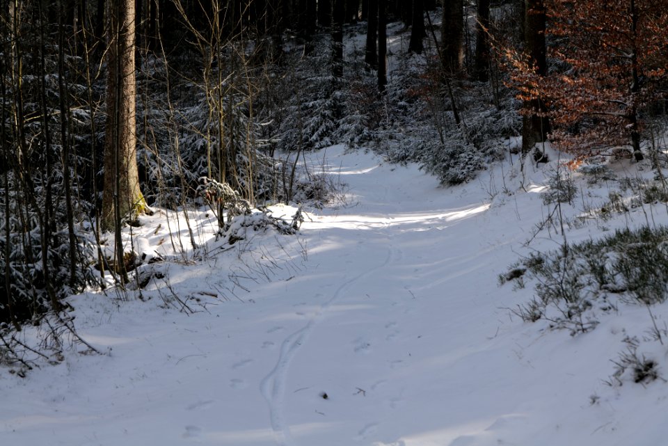 Weilquellpfad Taunus with snow 2021-04-06 07