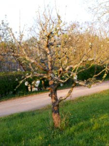 Weisser Klarapfel Freilichtmuseum Roscheider Hof Ganzer Baum H1