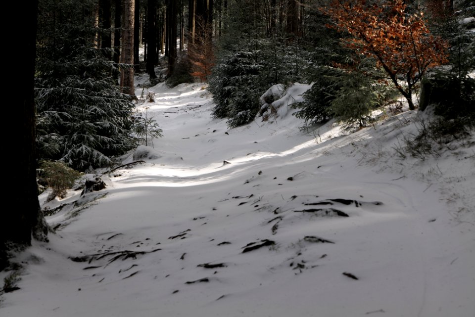Weilquellpfad Taunus with snow 2021-04-06 20
